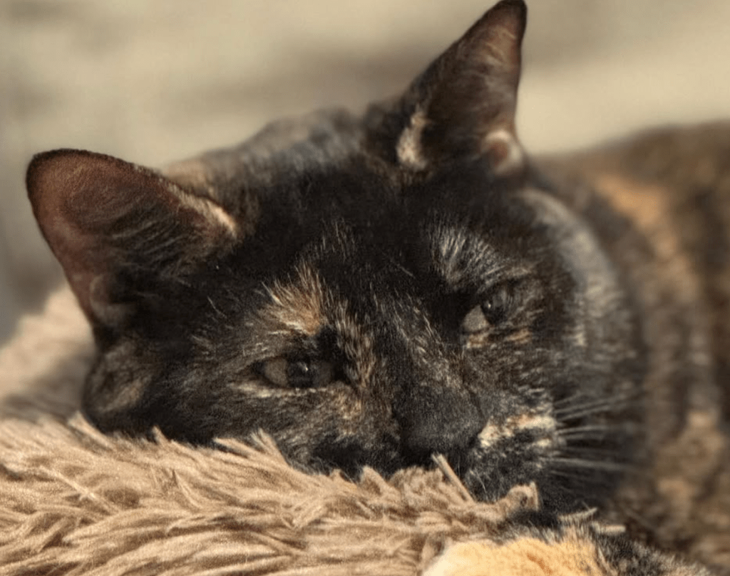 The Enlightenment Of&nbsp;Olivia