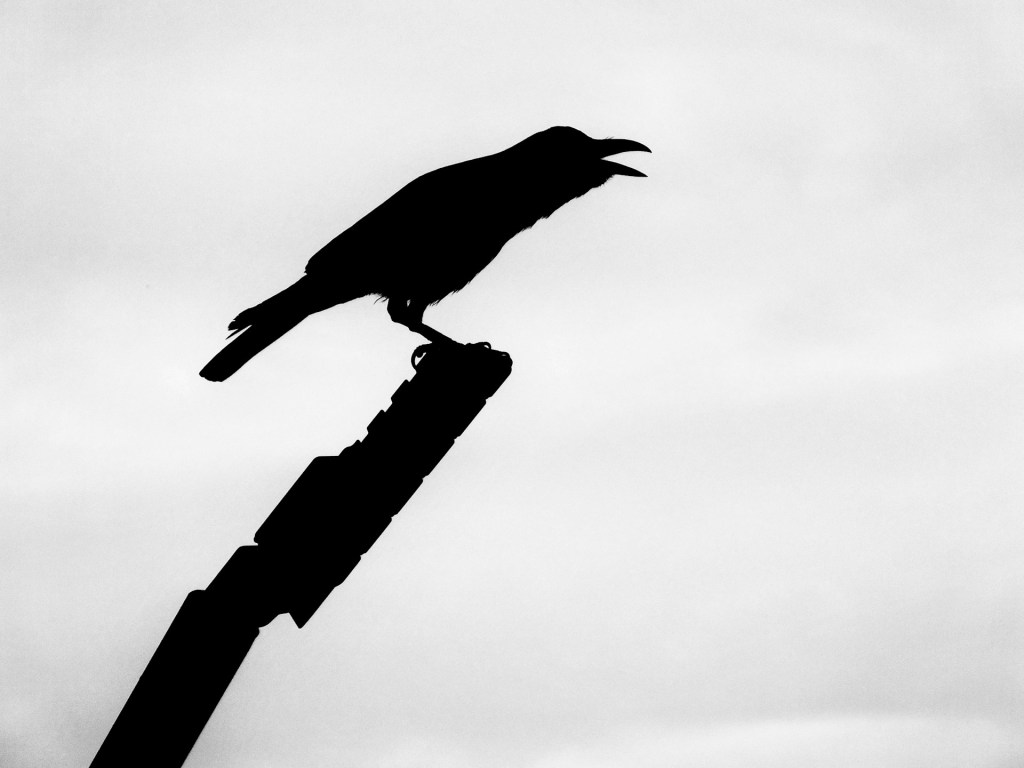 The Crow Ascends