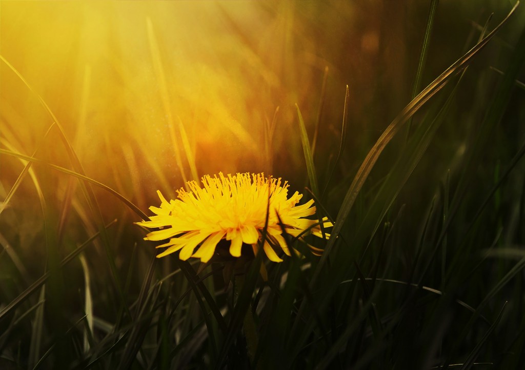 The Dandelion Rite